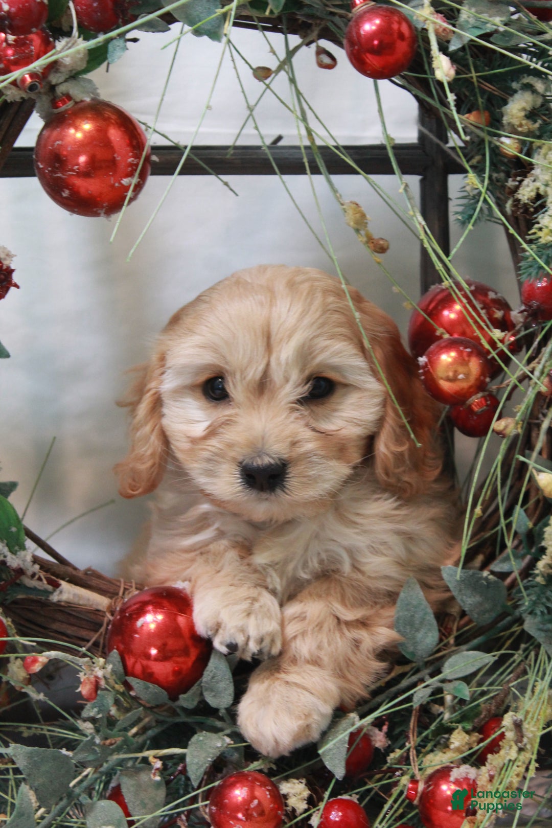 Cavachon dogs for sale: Snowball - Ad 10