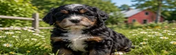 Mixed Breed dogs for sale: Zeckie - Ad 5