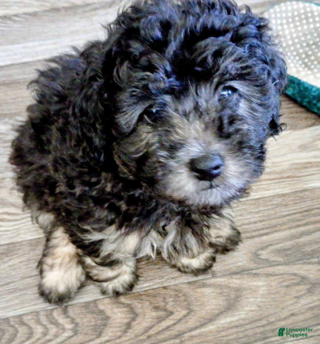 Doxiepoo dogs for sale: Doxiepoo 2 Star  - Ad 2