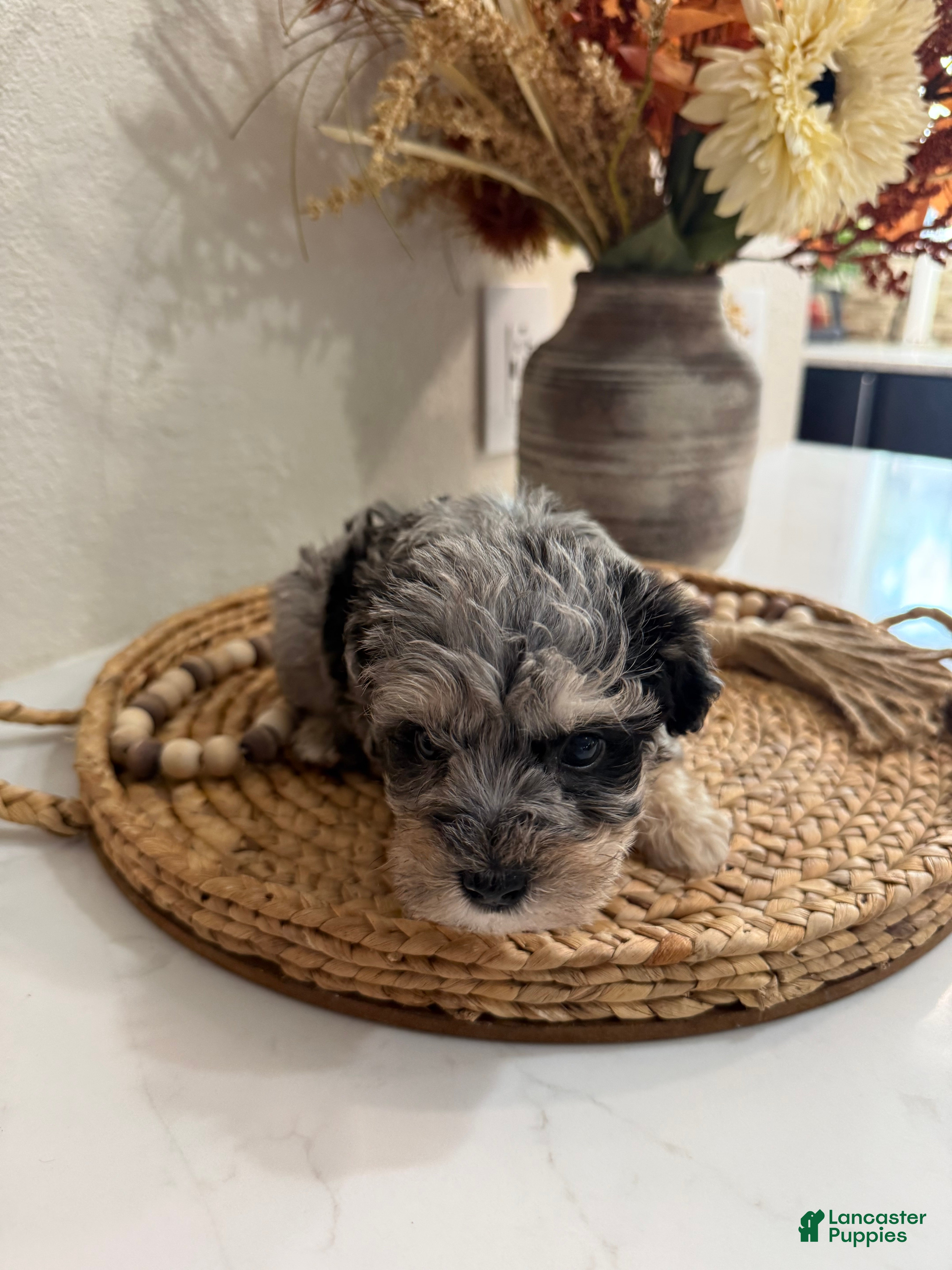 Miniature Schnauzer dogs Blackberry - Ad 22