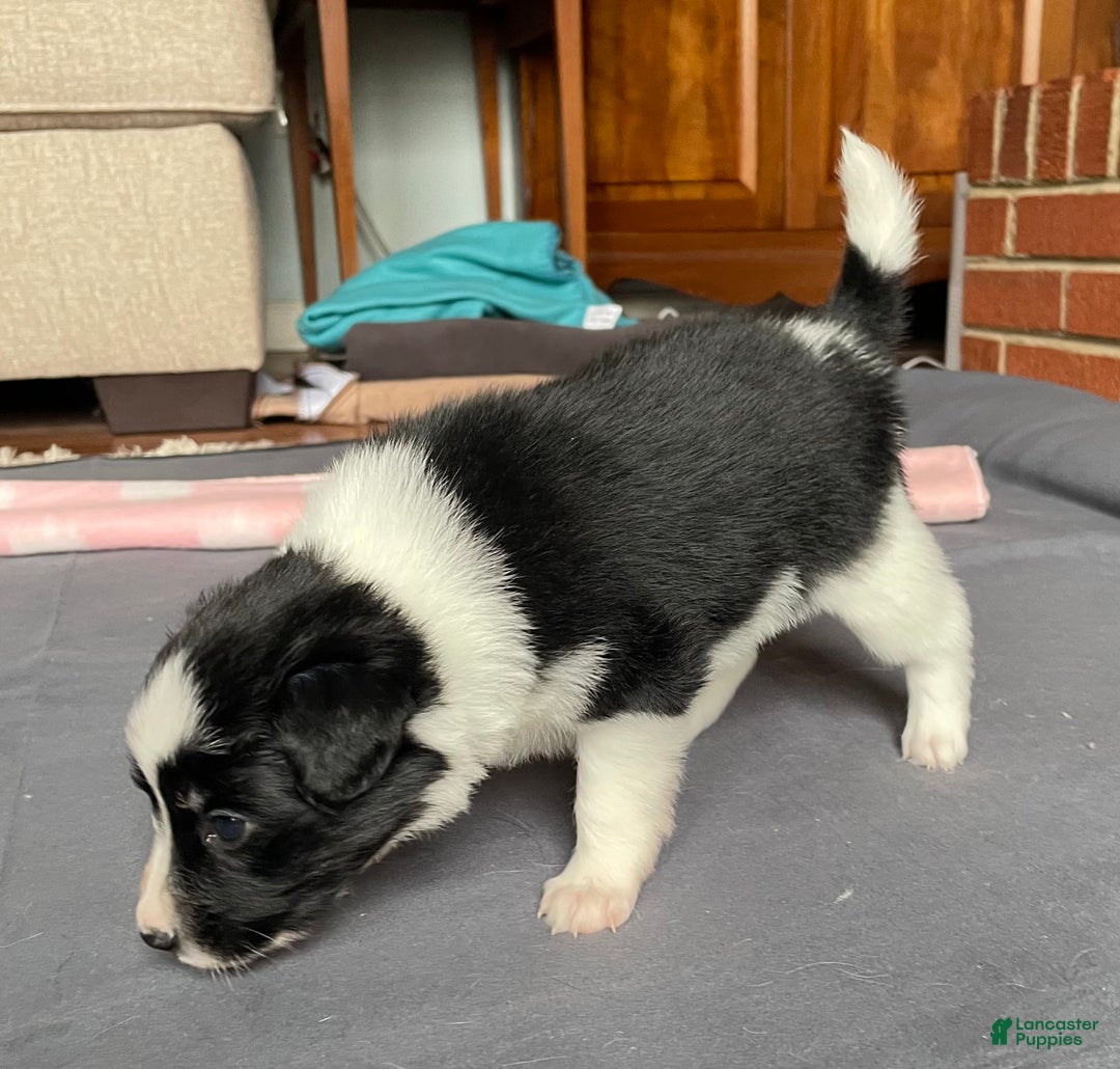 Mixed Breed dogs for sale: J - Female - Ad 2