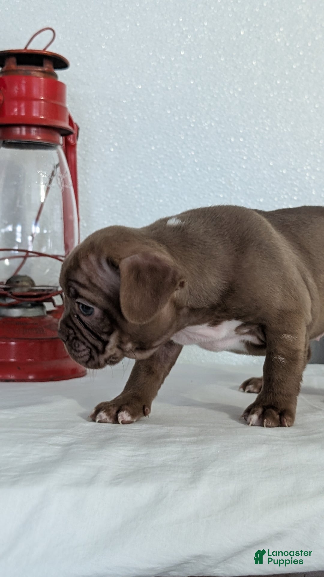 Frenchton dogs for sale: Lyla  - Ad 10