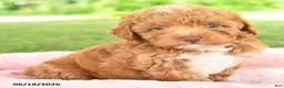 Toy Poodle dogs for sale: Abby  - Ad 3