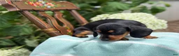 Miniature Dachshund dogs for sale: Lupine - Ad 3