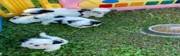 Shih Tzu dogs for sale: Shih Tzu 4 - Ad 8
