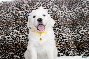 Golden Retriever dogs Daisy - Ad 2