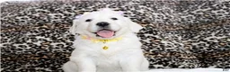 Golden Retriever dogs for sale: Daisy - Ad 2