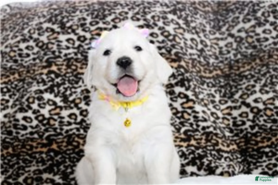 Golden Retriever dogs for sale: Daisy - Ad 2