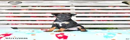 Miniature Pinscher dogs for sale: Jace - Ad 4