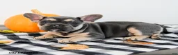 French Bulldog dogs for sale: Archie - Ad 2
