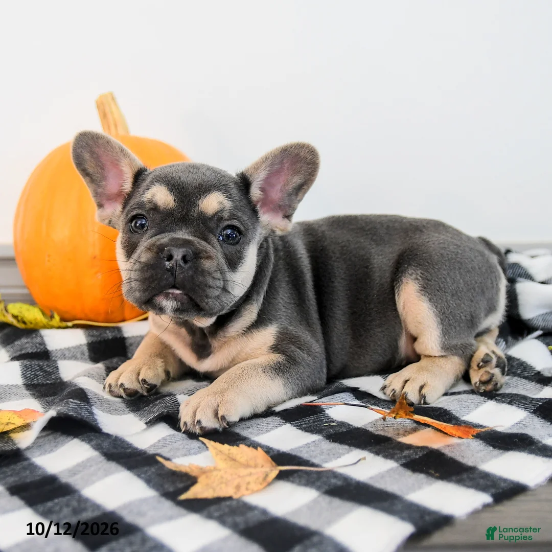 French Bulldog dogs for sale: Archie - Ad 2