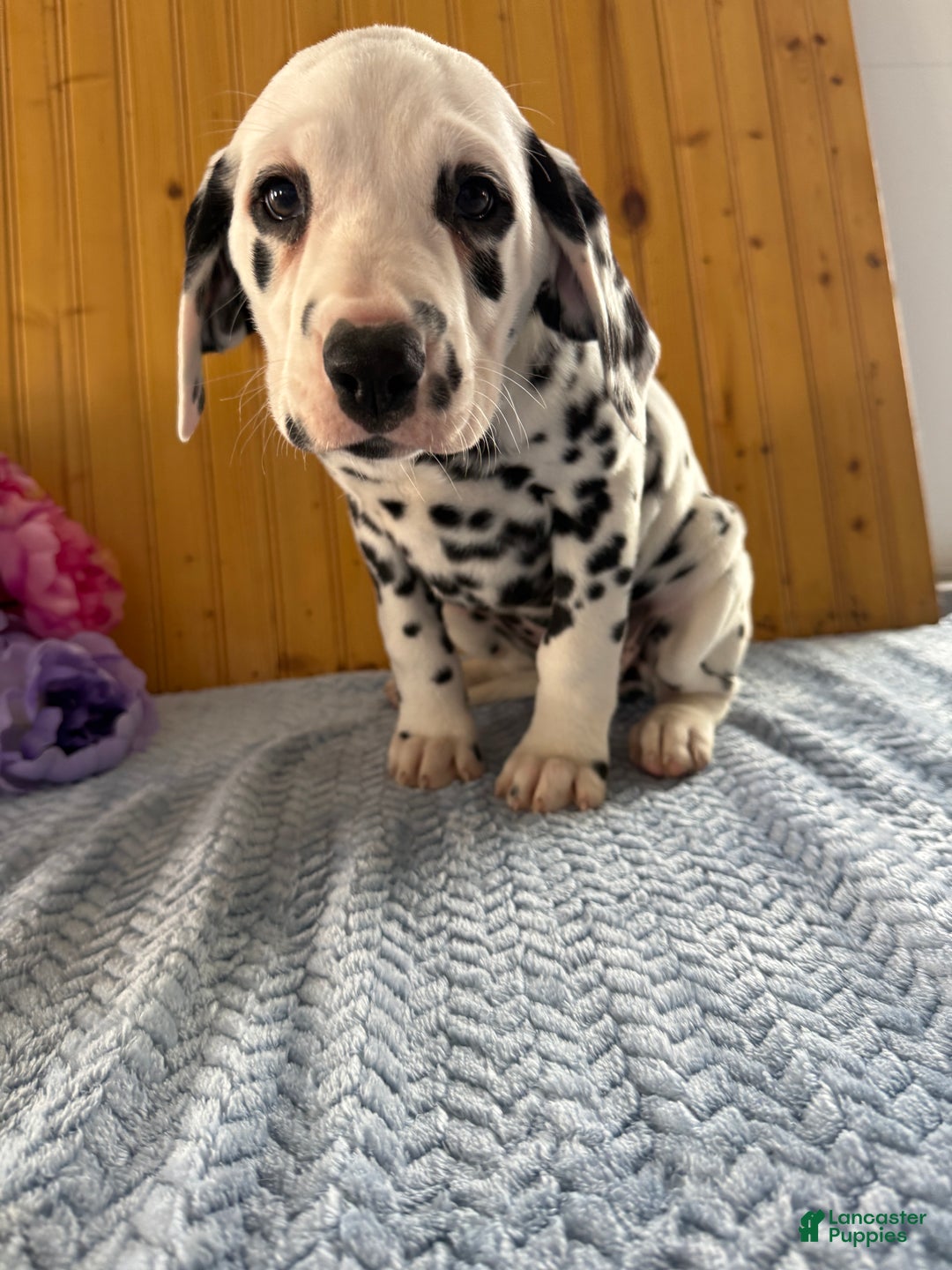 Dalmatian dogs for sale: Tara - Ad 20