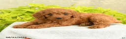 Miniature Poodle dogs for sale: Darla - Ad 2
