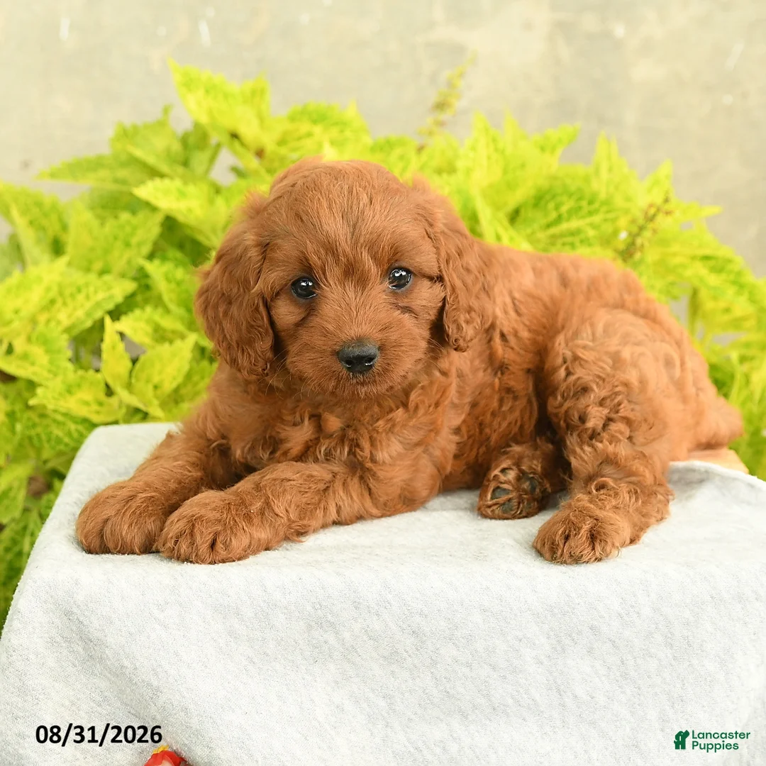 Miniature Poodle dogs for sale: Darla - Ad 2