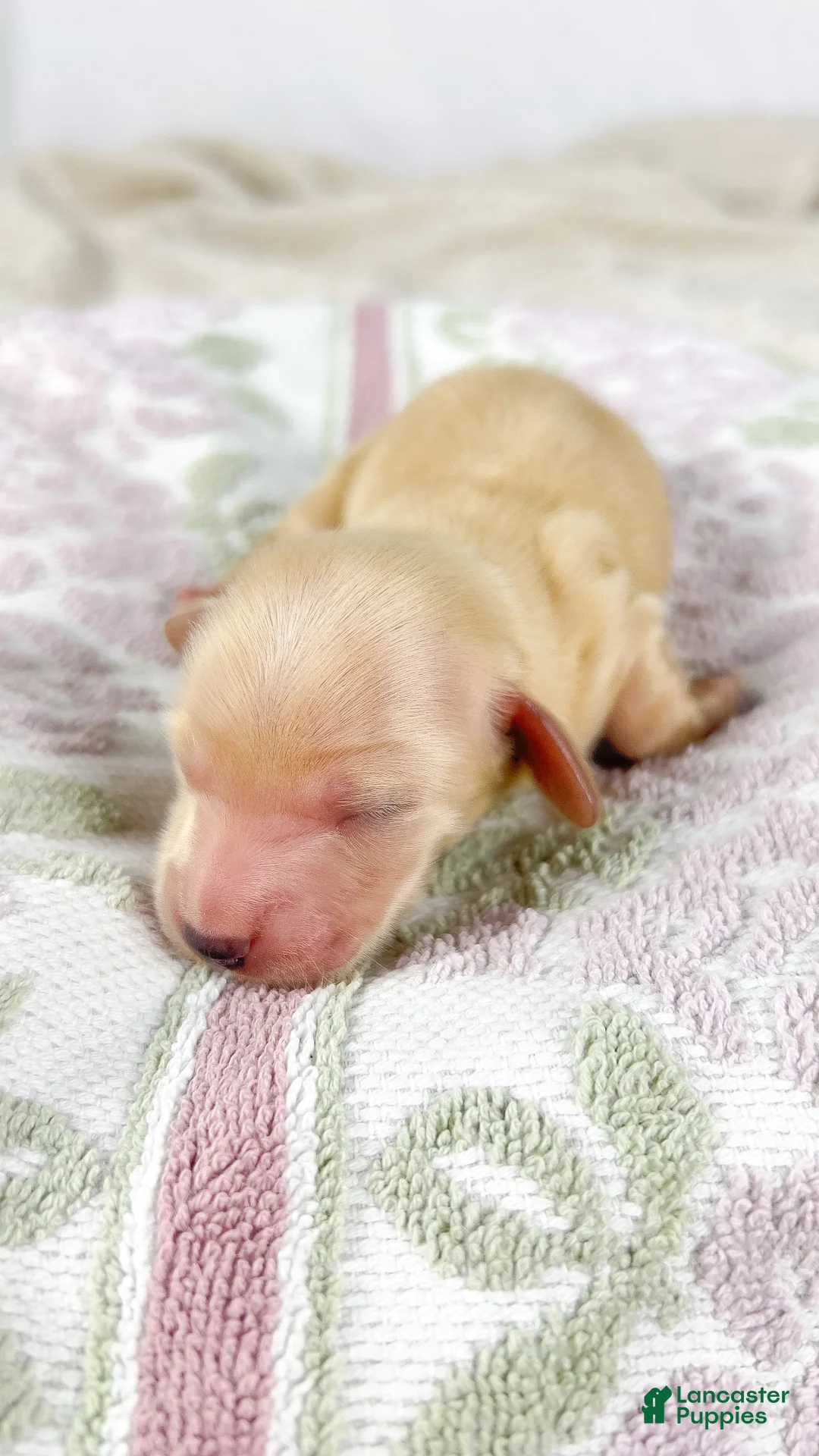 Miniature Dachshund dogs for sale: Wafer - Ad 2