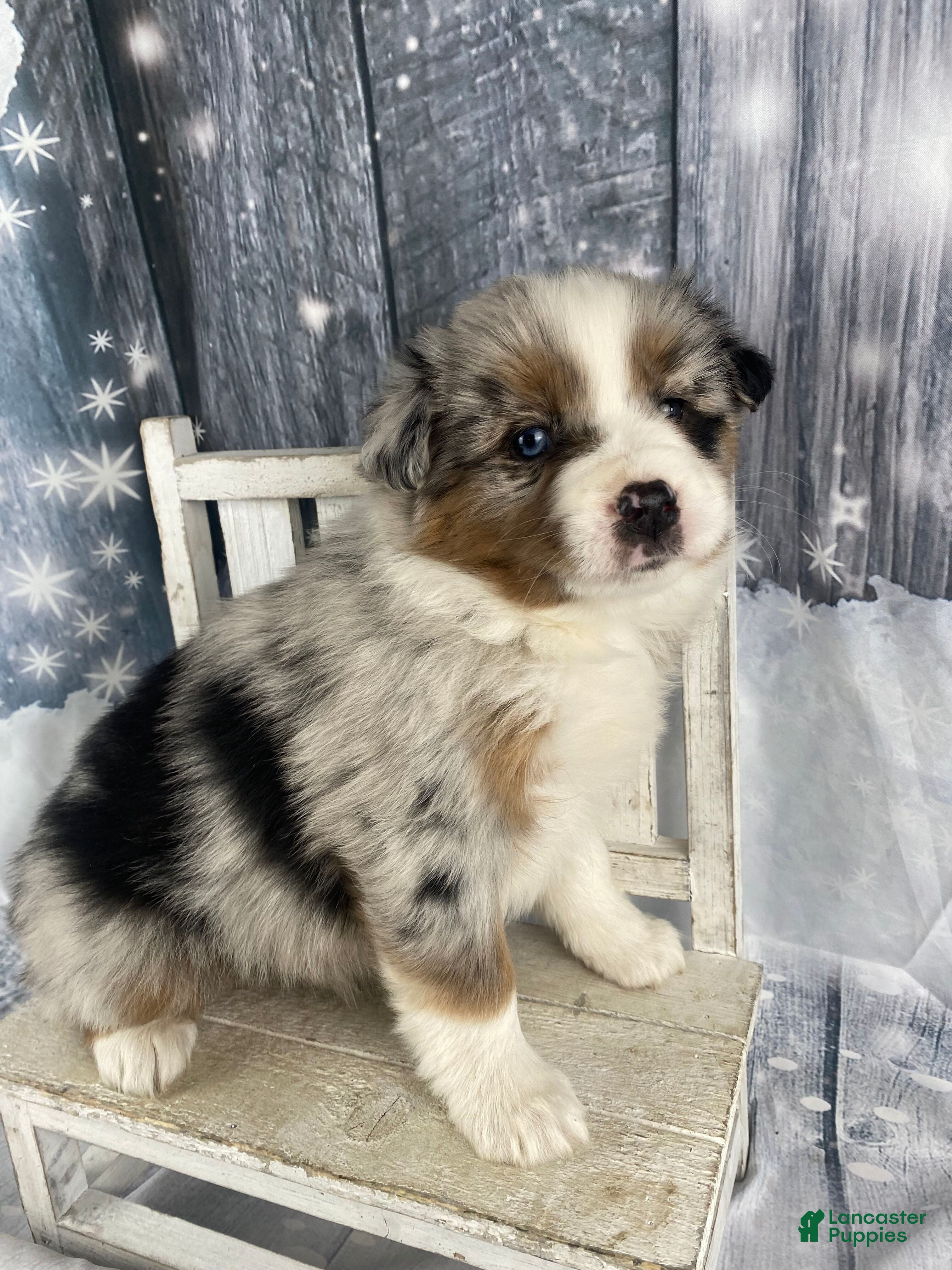 Australian Shepherd dogs Calla - Ad 4