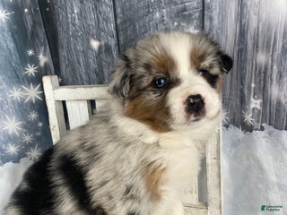 Australian Shepherd dogs Calla - Ad 4