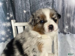 Australian Shepherd dogs Calla - Ad 19