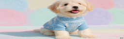 Maltipoo dogs for sale: BEAR - Ad 3