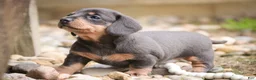 Miniature Dachshund dogs for sale: GiGi - Ad 5