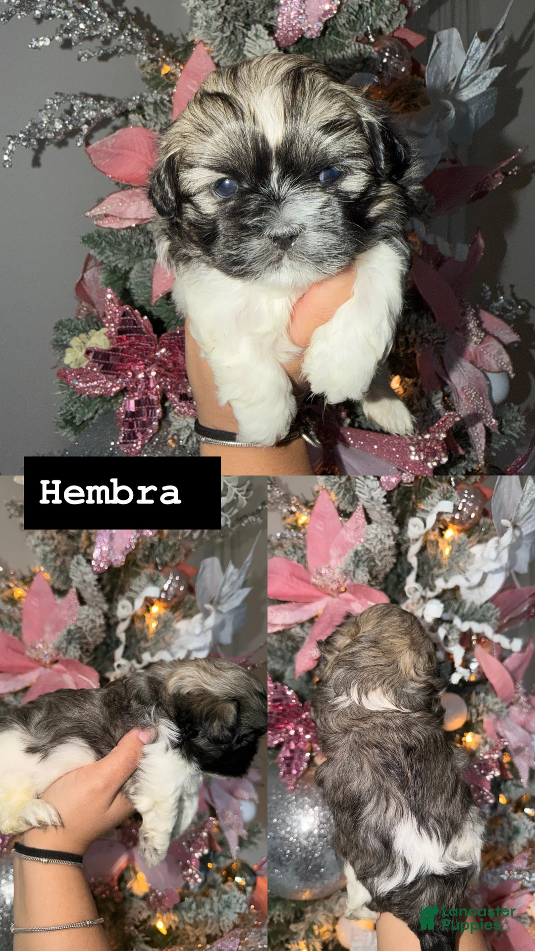 Shih Tzu dogs for sale: Shih Tzu Puppy 1 - Ad 1