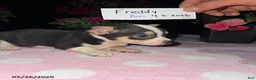 Chihuahua dogs for sale: Freddy - Ad 3