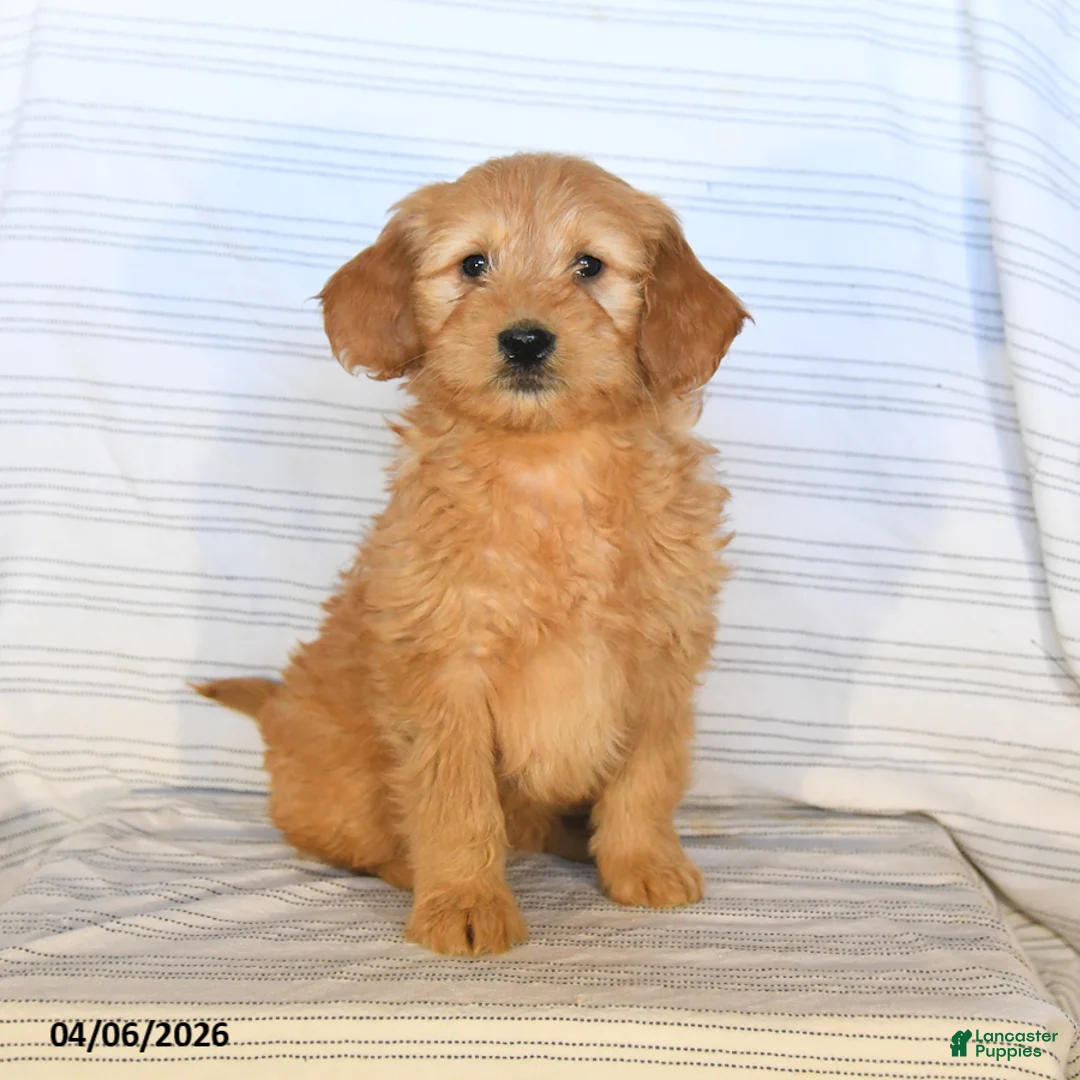Mini Goldendoodle dogs for sale: Max - Ad 2