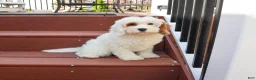 Cavapoo dogs for sale: Shiloh  - Ad 3