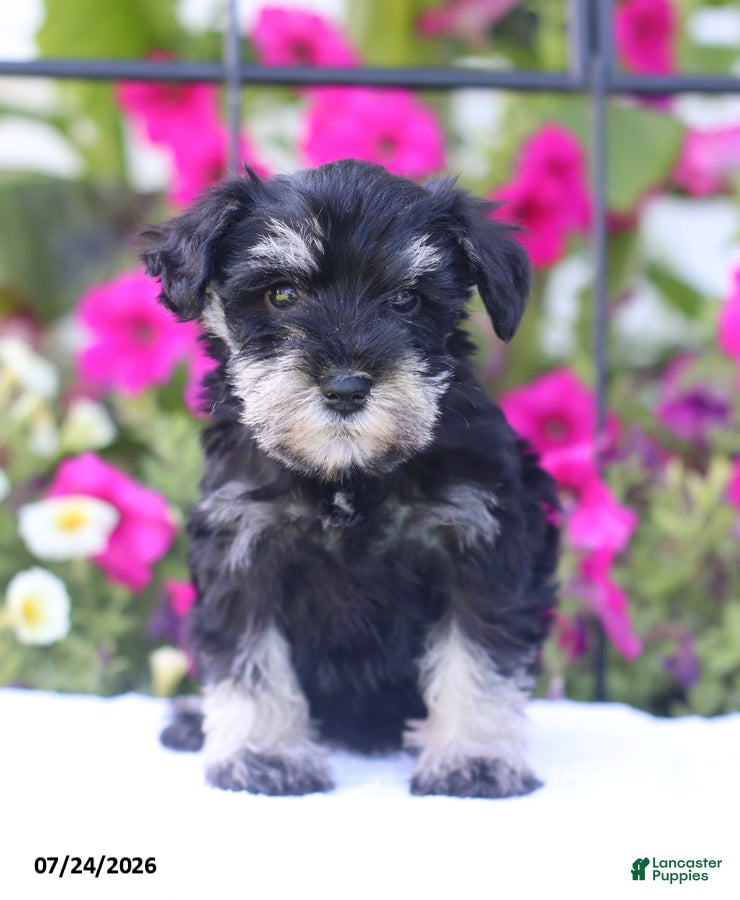 Miniature Schnauzer dogs Candy - Ad 1