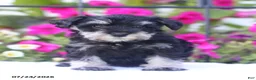 Miniature Schnauzer dogs for sale: Candy - Ad 1