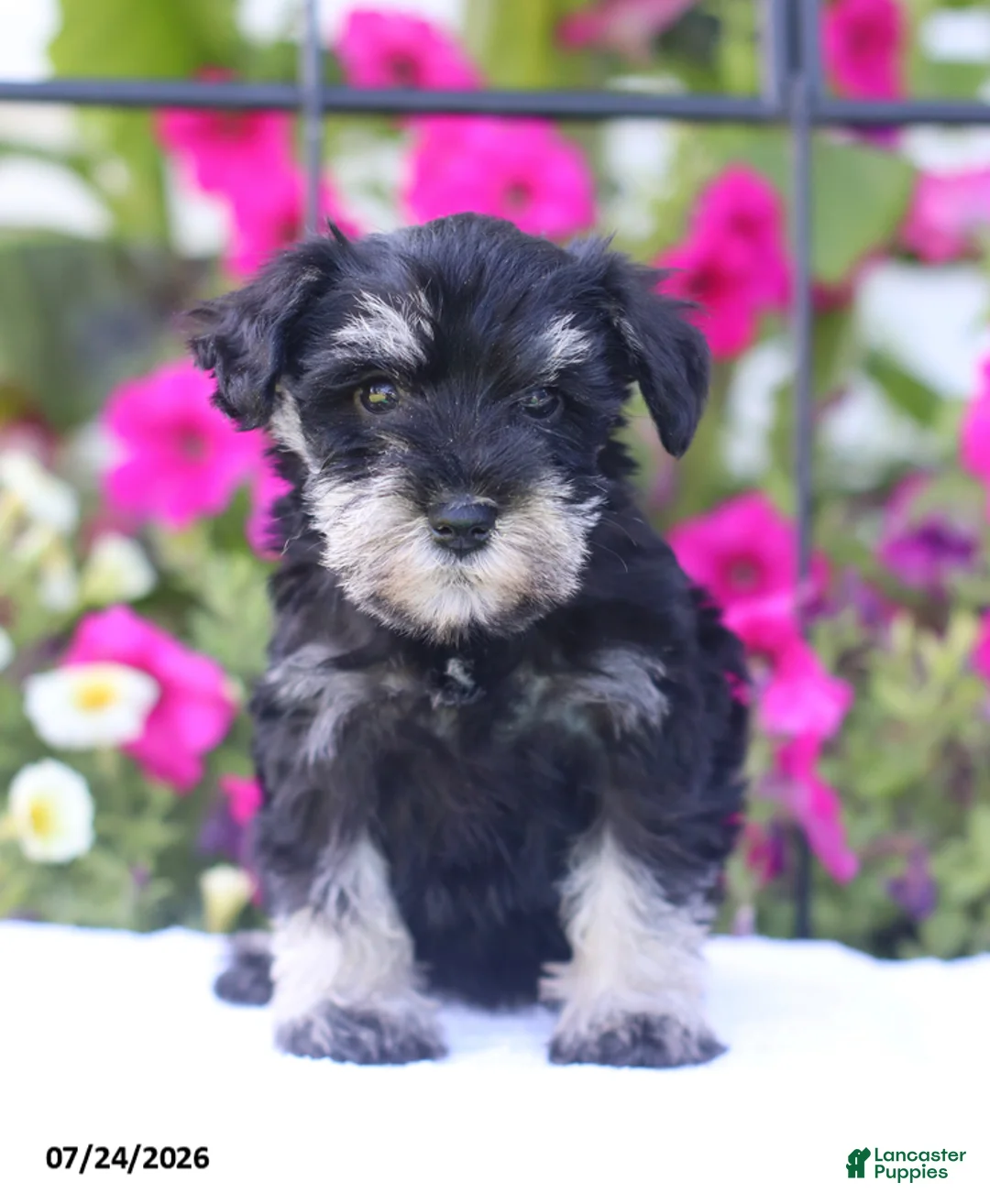 Miniature Schnauzer dogs for sale: Candy - Ad 1