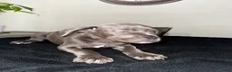 Mixed Breed dogs for sale: Grey 2 - Ad 4