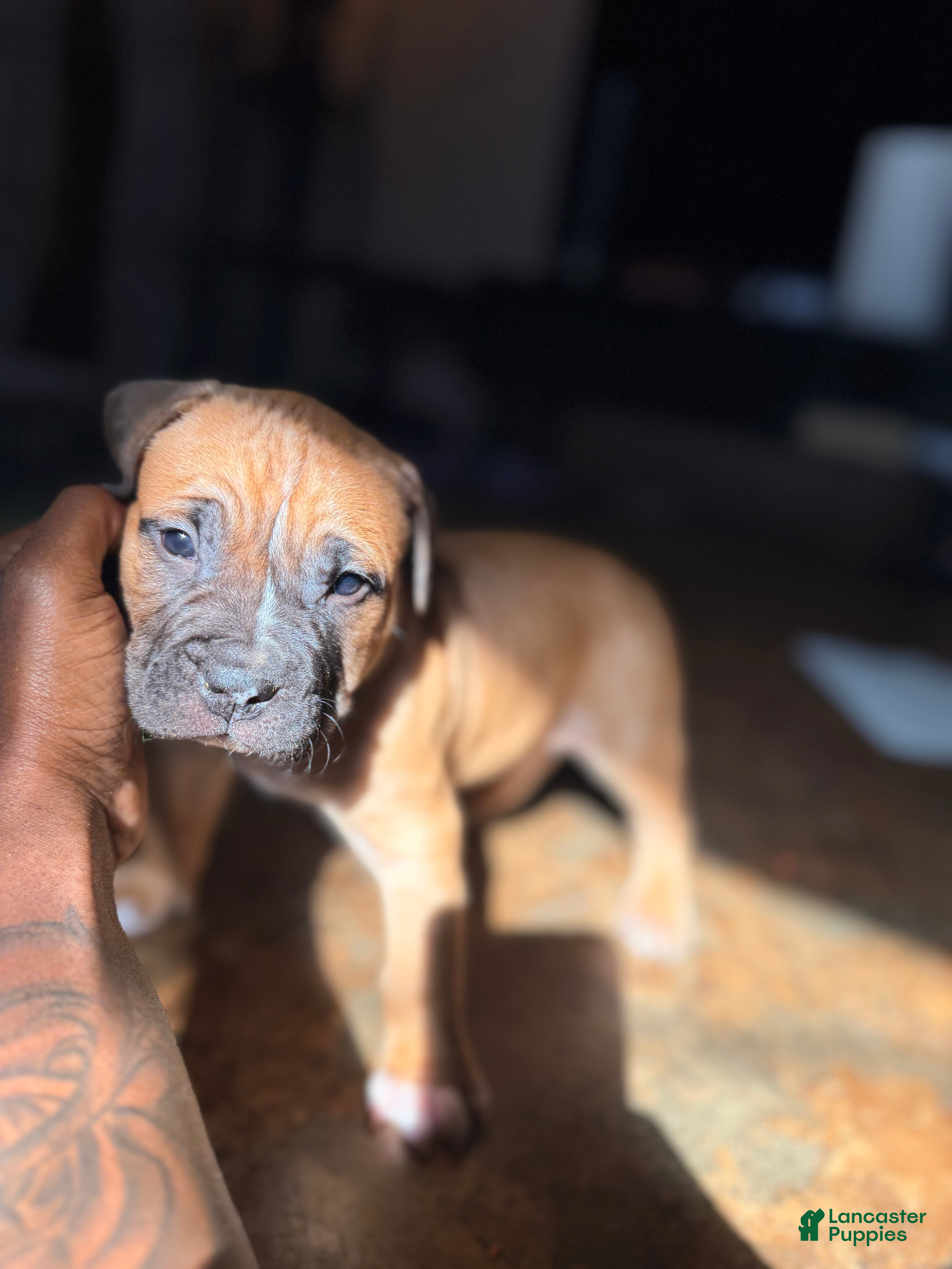 Mixed Breed dogs Roscoe  - Ad 16