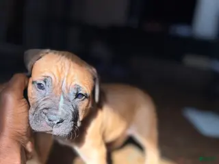 Mixed Breed dogs Roscoe - Ad 16