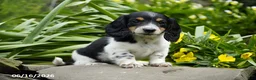 Miniature Dachshund dogs for sale: Domino - Ad 3