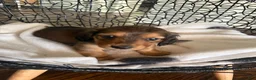 Miniature Dachshund dogs for sale: Teddy - Ad 8