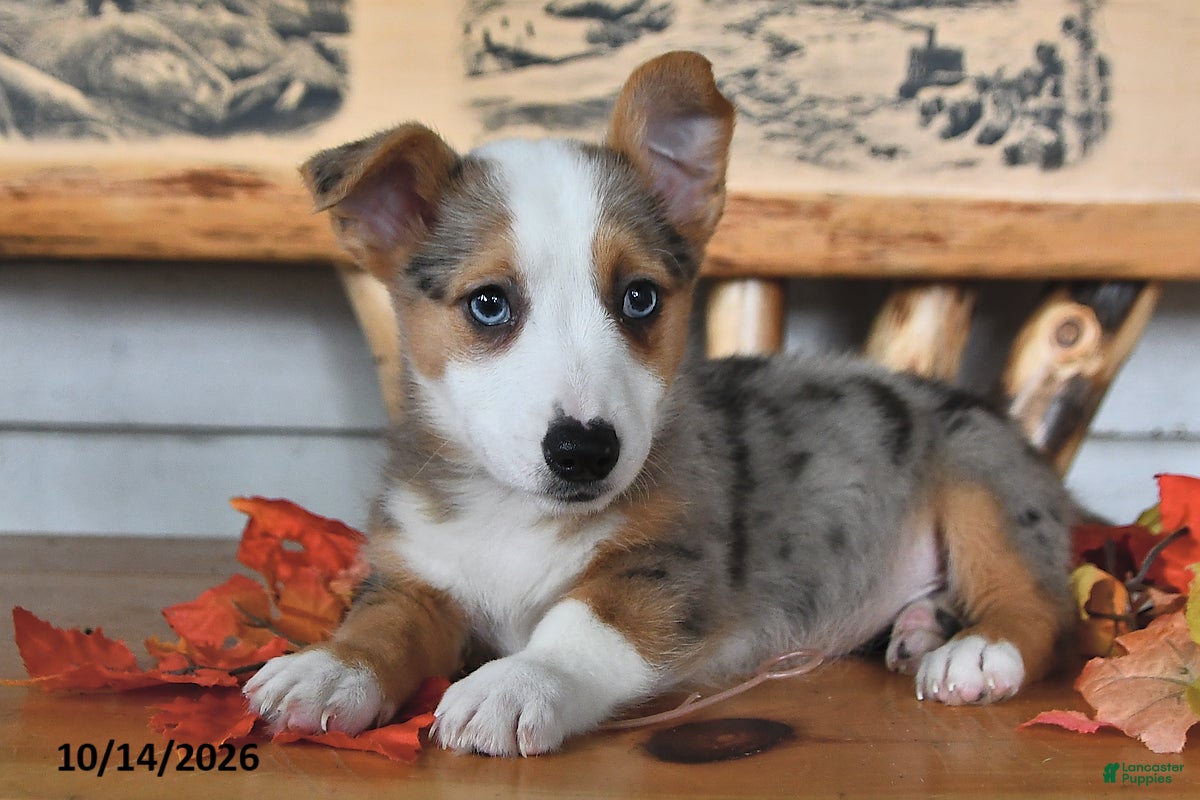 Welsh Corgi Pembroke dogs Buster  - Ad 1