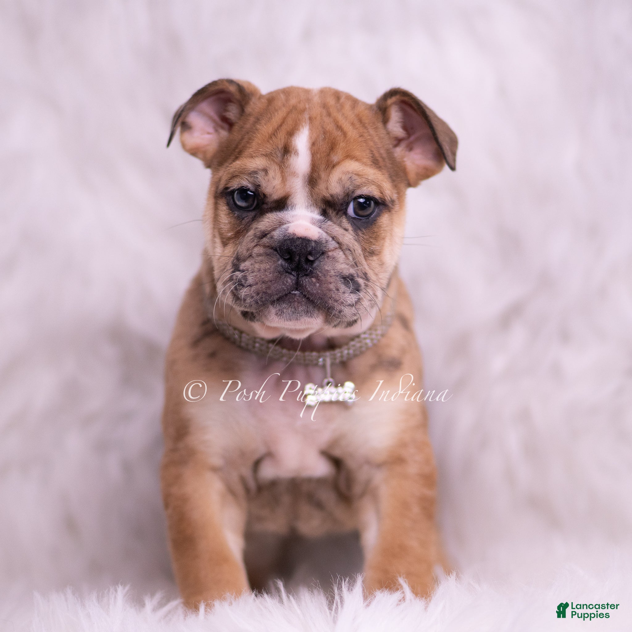 English Bulldog dogs Sasha - Ad 2
