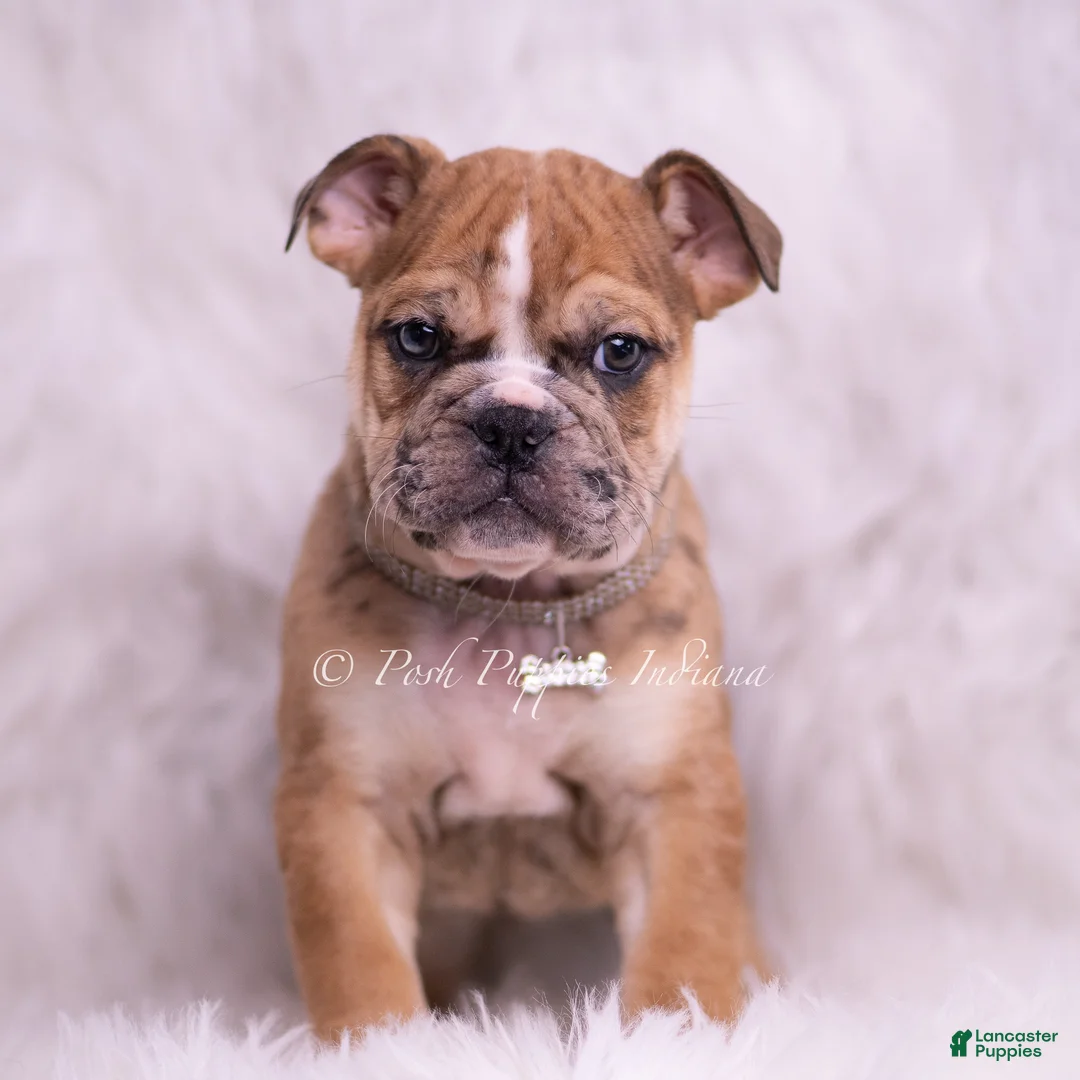 English Bulldog dogs for sale: Mater - Ad 8