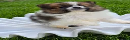 Pomeranian dogs for sale: Boy 2 - Ad 3