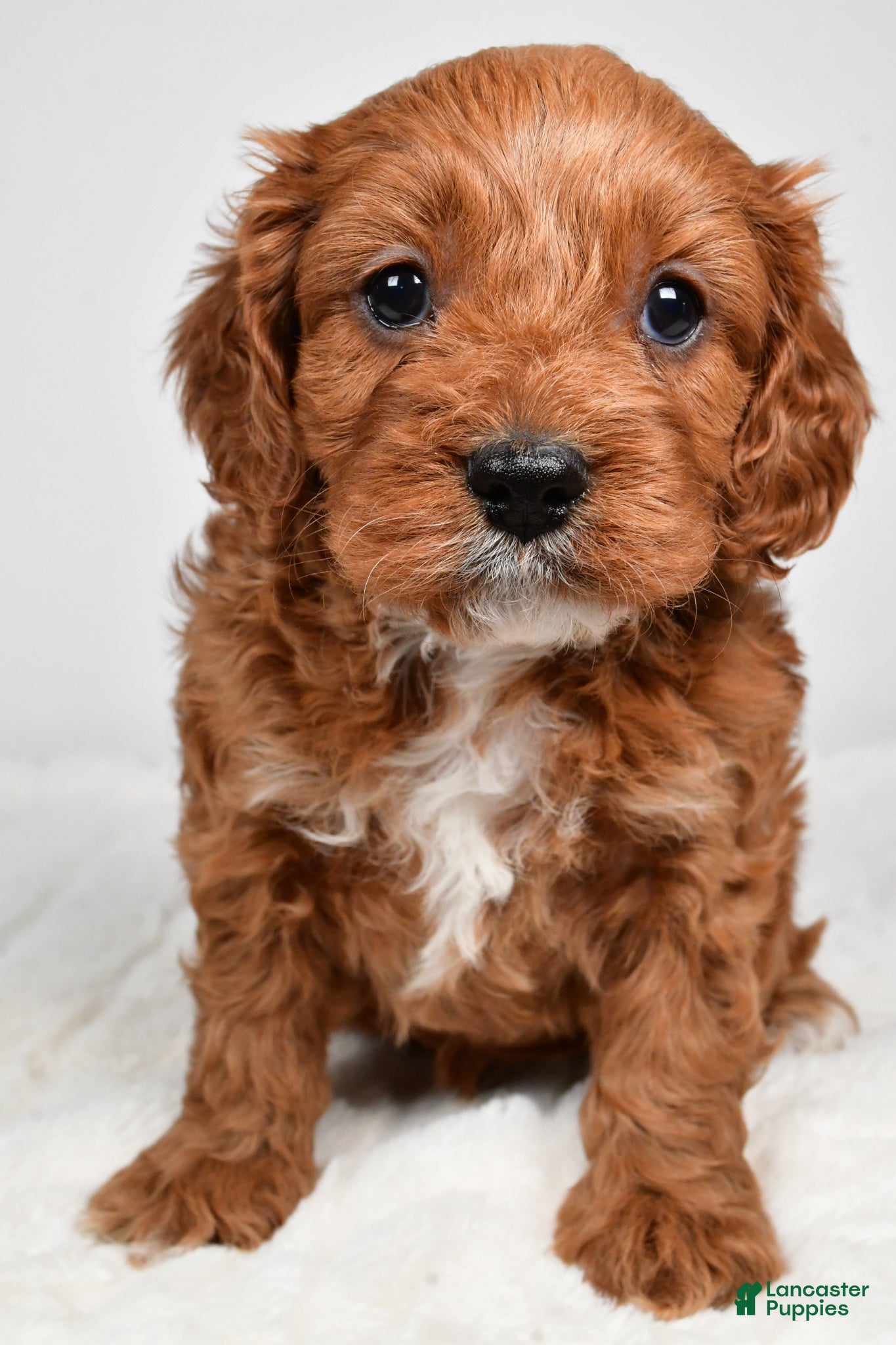 Cavapoo dogs Rolo - Ad 1