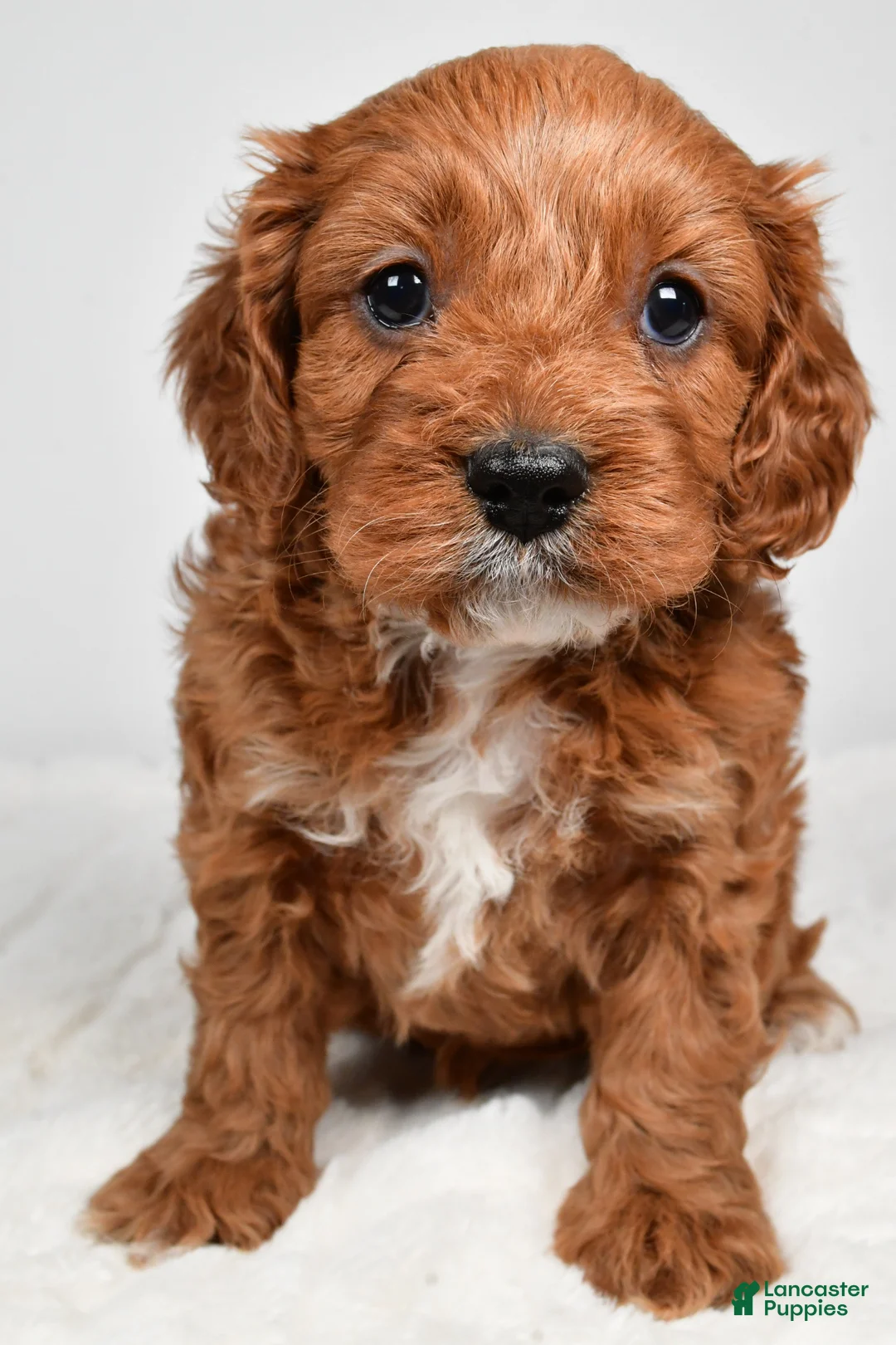 Cavapoo dogs for sale: Rolo - Ad 1
