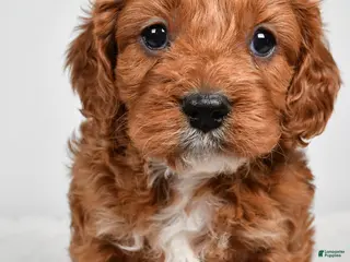 Cavapoo dogs for sale: Rolo - Ad 1