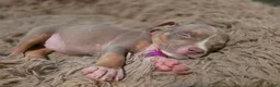American Bully dogs for sale: American Bully 4 - Ad 2