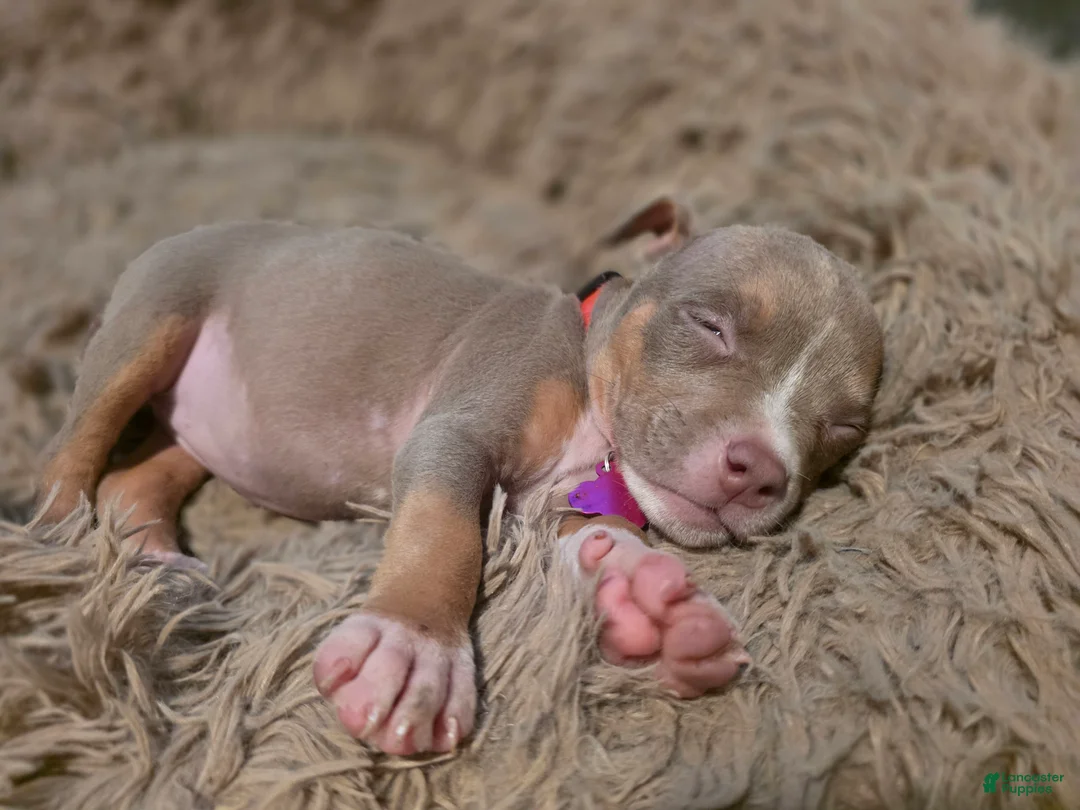 American Bully dogs for sale: American Bully 4 - Ad 2