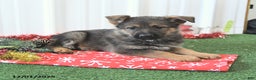 German Shepherd dogs for sale: Amber - Ad 4
