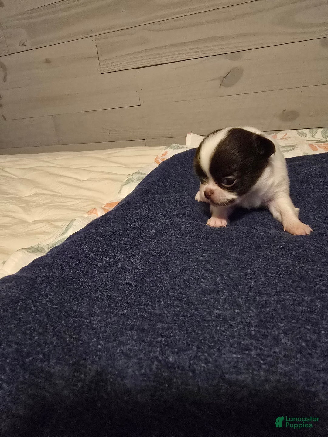 Chihuahua dogs for sale: Barney - Ad 2