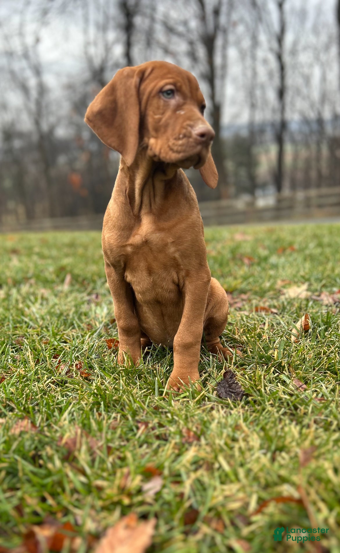 Vizsla dogs Lilly AKC - Ad 16
