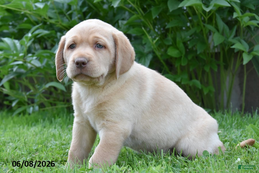 Labrador Retriever dogs Malik - Ad 1