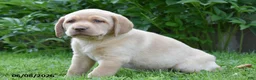 Labrador Retriever dogs for sale: Malik - Ad 1